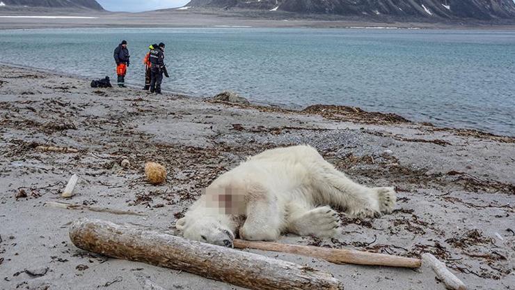 Norveçte turistik gezide vahşet: Kutup ayısı öldürüldü