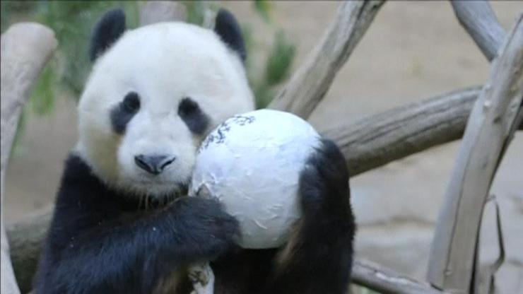 Dev pandanın doğum günü