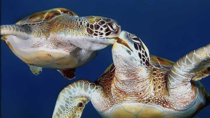 İnternetten caretta caretta kabuğundan tespih satışı