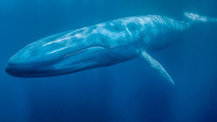 Katil balina ölü yavrusunu 17 gün sırtında taşıdı