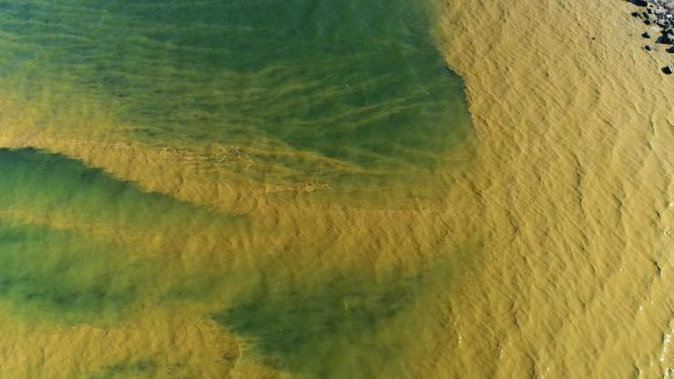 Florida zehirli alglerin istilasına uğradı