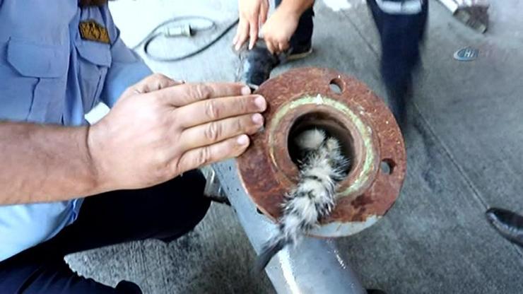 Yavru kedi sıkıştığı metal boru içerisinden kurtarıldı