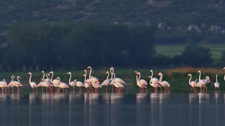Mermer ocaklarının kaçırdığı flamingolar geri döndü