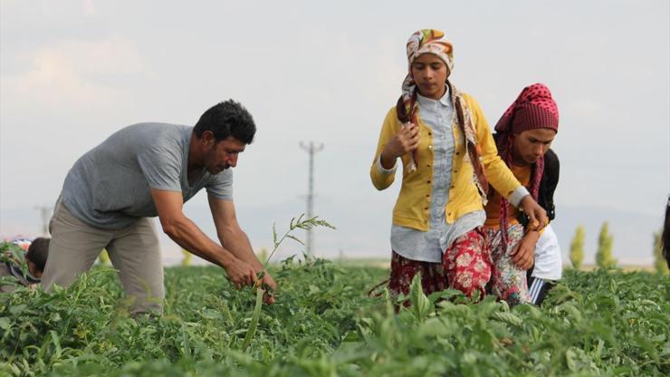 Mevsimlik tarım işçileri Konya Ovasında mesaide