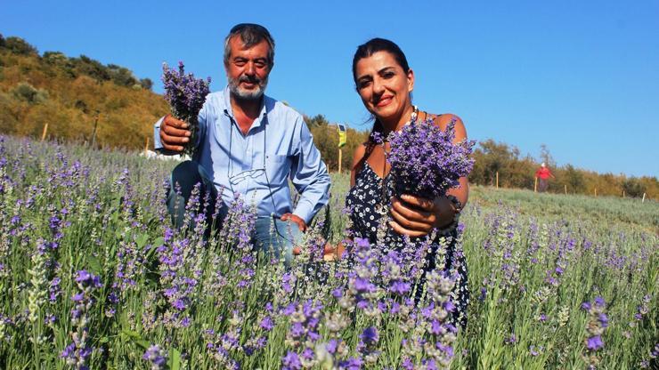 Lavanta yağının kilosu 100 euro Lavanta yağının kilosu 100 euro