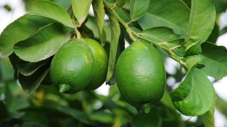 Limon fiyatları 2,5 TLye kadar düşecek