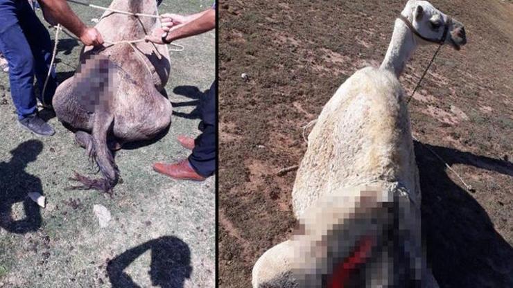 Antalya’da develere işkence