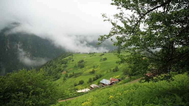 Rizede 11 Ayder Yaylası daha bulundu