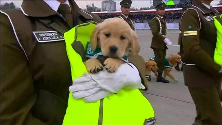 Geleceğin polis köpekleri kucakta taşındı