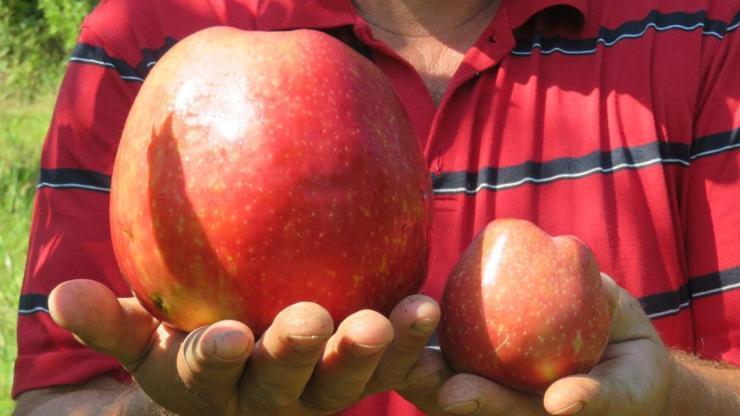 Bayramiçte yetişen 1 kilo 105 gramlık elma şaşırttı