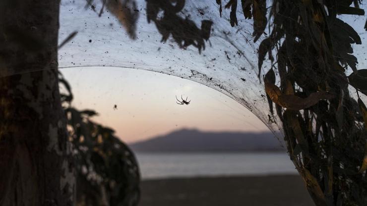 Sahili örümcek ağları kapladı, halk paniğe kapıldı