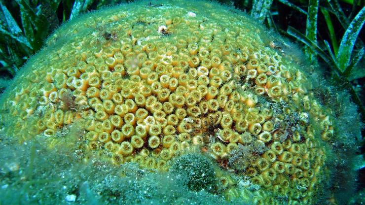 Akdeniz’deki taş mercan kolonilerinde ölüm tehlikesi