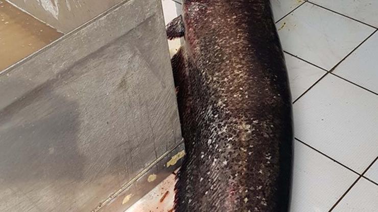 Görenlerin ağzı açık kaldı 2 metrelik yayın balığı yakalandı
