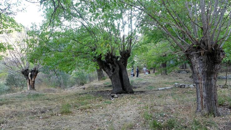 300 yıllık dut ağaçları kuruyor