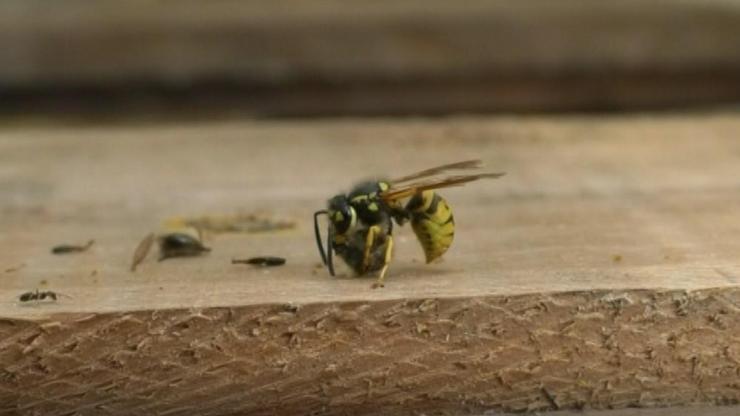 Katil arıların vahşi yaşam alanı görüntülendi
