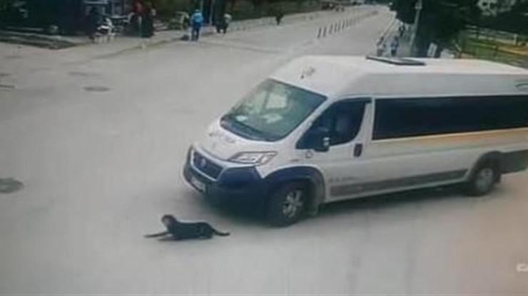 Köpeği ezen servis şoförüne Büyükşehir Belediyesi’nden ceza