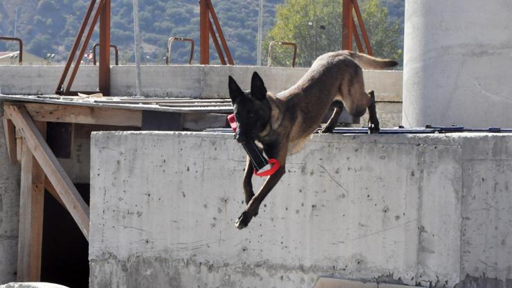 Arama kurtarma köpekleri sertifika sınavına girdi