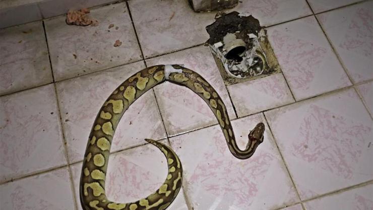 Arefin arkadaşına yılan cezası
