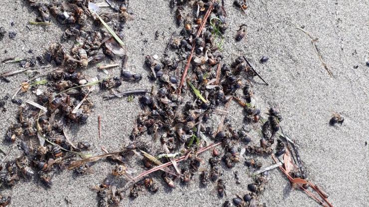 Binlerce arı sahile vurdu