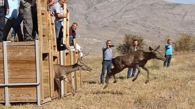 Gümüşhanede 4 kızıl geyik doğaya salındı