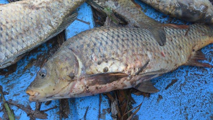 Gediz Nehrinde toplu balık ölümü