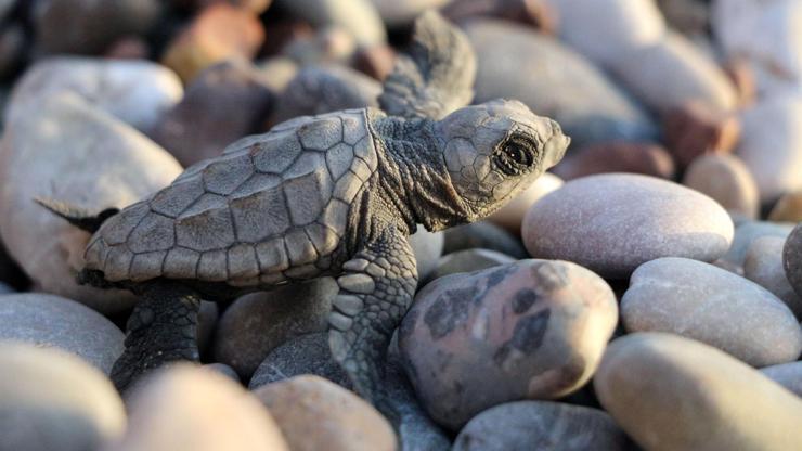 Caretta caretta rekoru