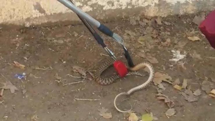 Okul bahçesinde yılan paniği