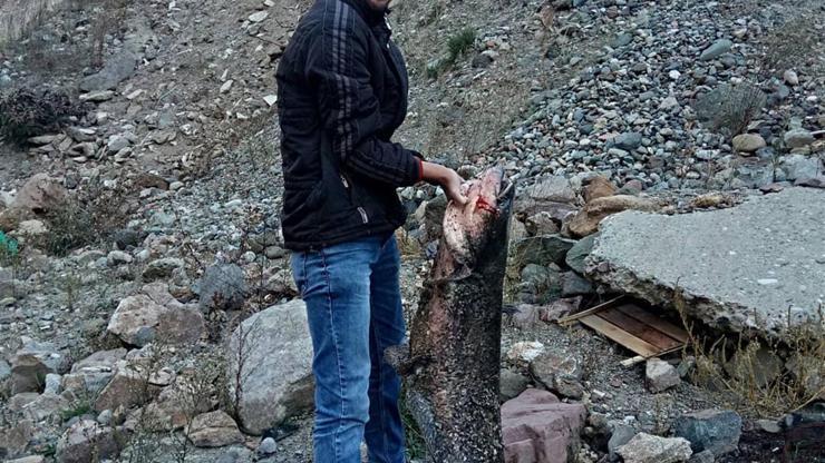 Çoruh Nehrinde dev yayın balığı yakalandı