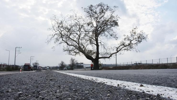 270 yıllık çınar ağacının zarar görmemesi için yol projesi değişti
