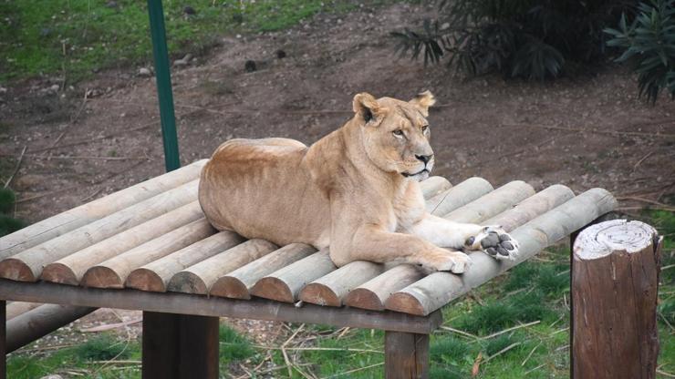 Gaziantep Hayvanat Bahçesi tarihi rekor kırdı