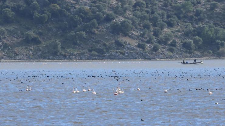 Bafa Gölü yıllar sonra kuş cenneti oldu