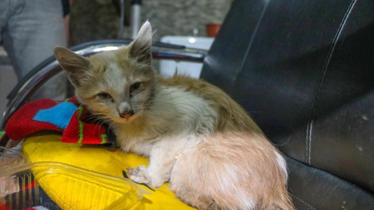 Patileri kesik bulunan kedi tedavi altına alındı