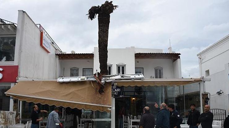 Bodrumda dev palmiye ağacı köfteci dükkanının çatısına devrildi