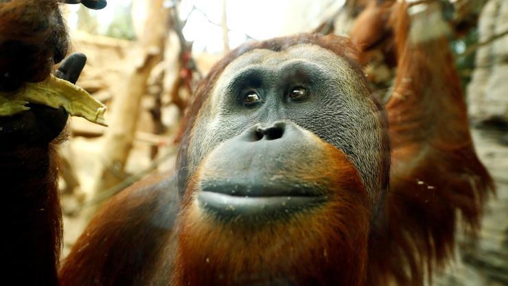 Orangutanı 6 yıl genelevde çalışmaya zorladılar