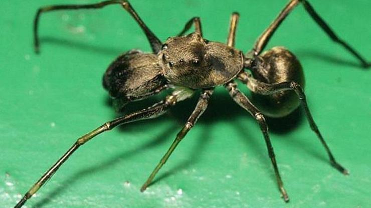 Çinde yavrularını sütle besleyen örümcek türü bulundu