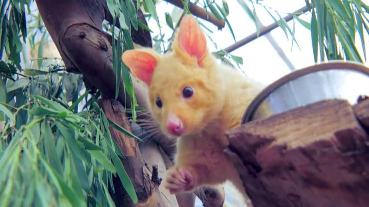 Avustralyada Pikachu keşfedildi
