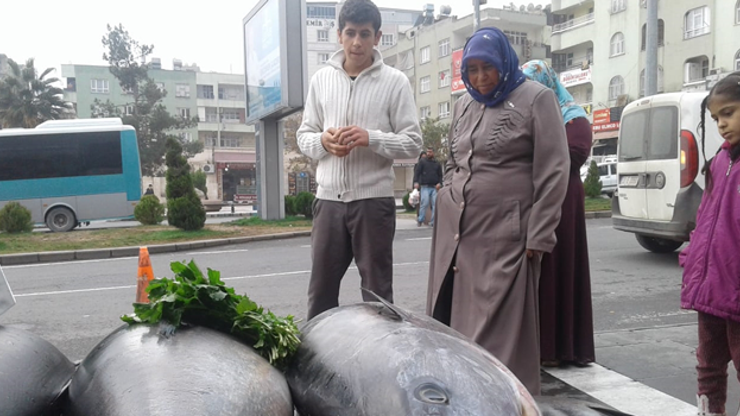 Şanlıurfada ton balığı şaşkınlığı