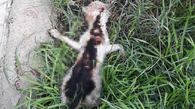 Yavru kedi yakılarak öldürülmüş halde bulundu