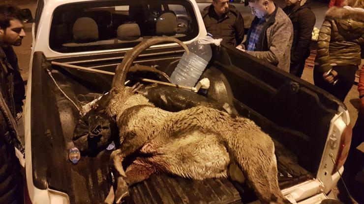 Koruma altındaki keçiyi vuran iki kişi serbest