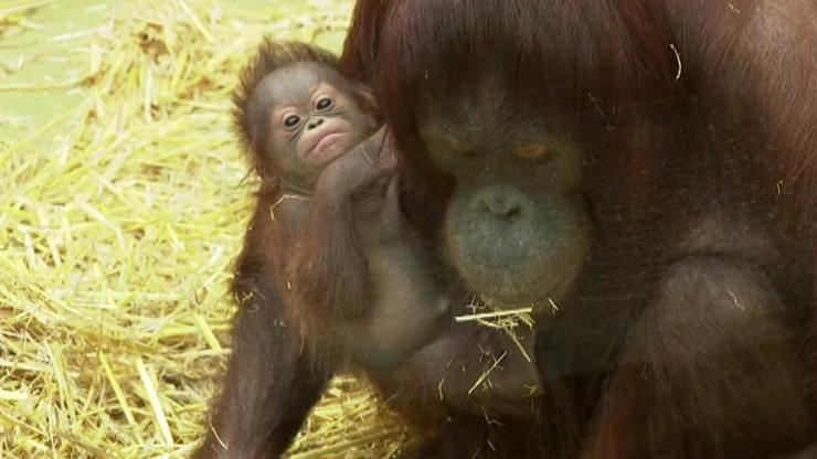 Bebek orangutanın sevimli anları
