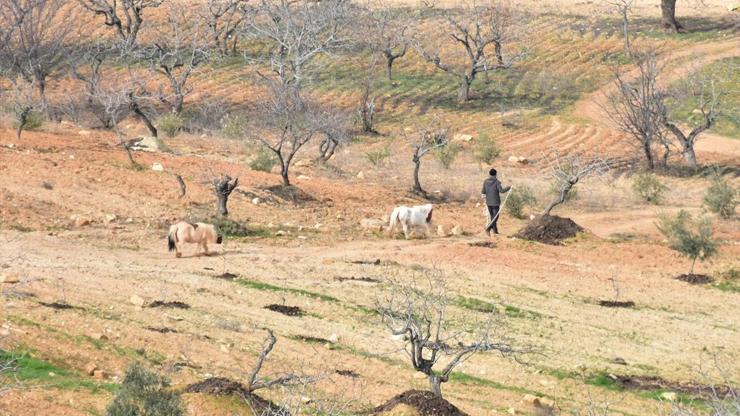 Ormana kaçan Doruyu yavrusu Pamuk çiftliğe döndürdü