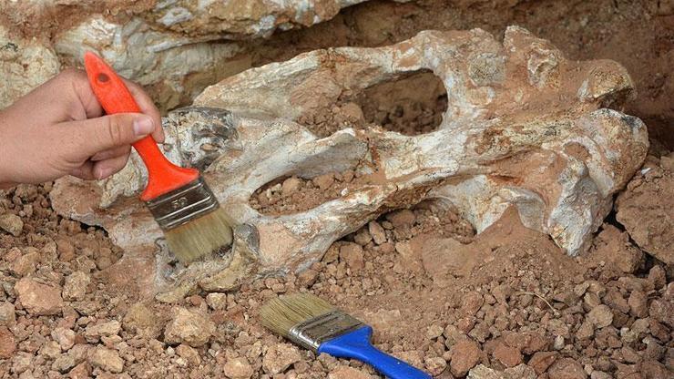 Denizlide 9 milyon yıl öncesine ait 14 hayvan fosili bulundu