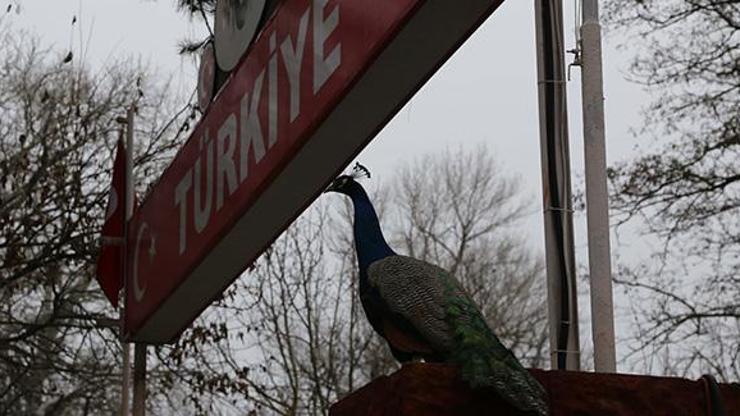 Türkiyeye gelenleri tavus kuşları karşılıyor