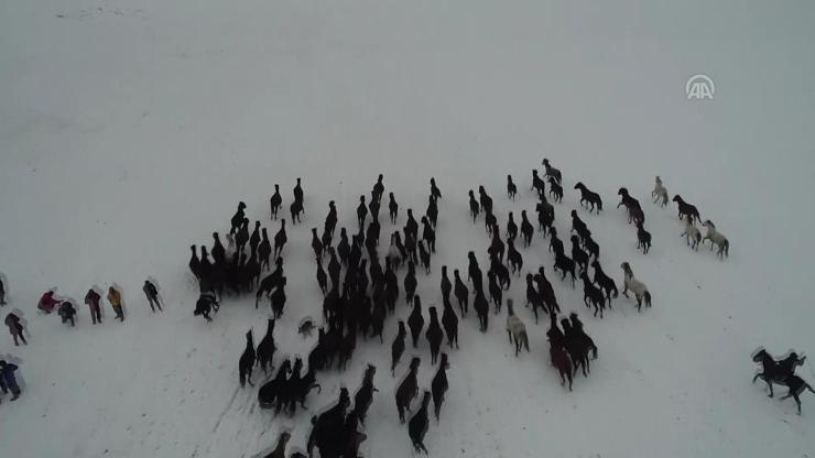 Kar üstünde dörtnala özgürlük: Yılkı atları