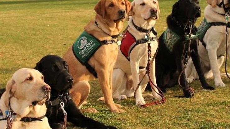 Hadi İpucu sorusu 7 Ocak 2019: Görme engellilere yardımcı olan köpeklere ne ad verilir