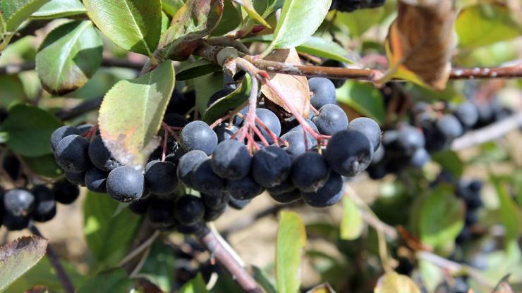 “Aronia bitkisi kanser ile mücadelede bir numara”