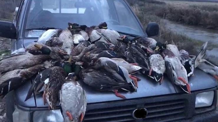 ‘Kuş Cenneti’nde ördek katliamına 22 bin 595 lira ceza