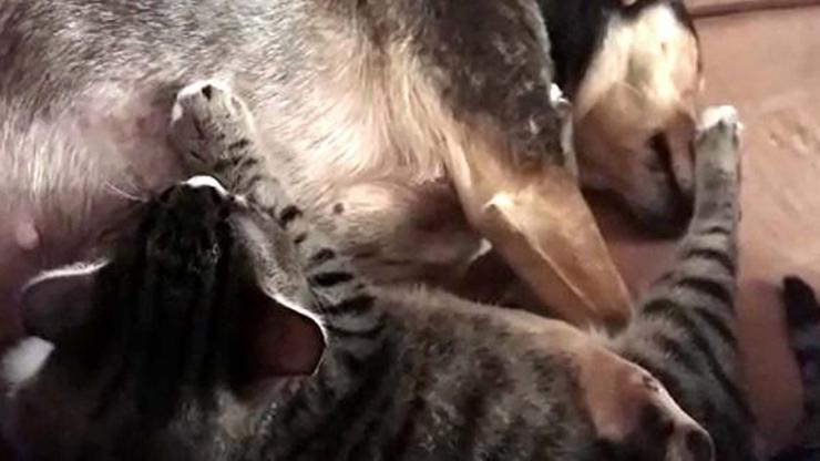 Sosis köpek, annesiz yavru kedileri emziriyor