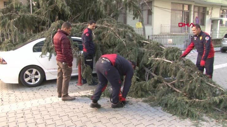 Şiddetli fırtına ağaçları devirdi