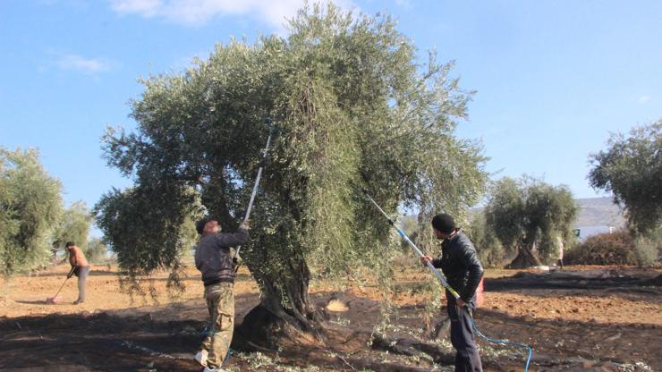 Zeytin hasadında sona gelindi